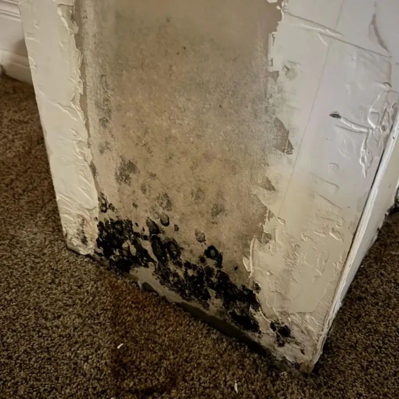 Professional Mold Removal in Piketon, OH